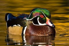 Wood duck and pond ripples BI8682