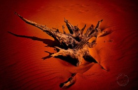 Dune Dragon Bi An SA10085 Dune Dragon Bi An SA10085