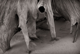 Dune Dancer SL10376 Dune Dancer SL10376