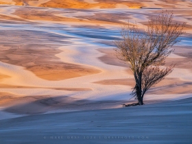 Lone tree at Silver Lake Dunes SL10868 Lone tree at Silver Lake Dunes SL10868