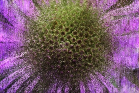 ELEMENTALS XII: Monarda abstract RP10792 ELEMENTALS XII: Monarda abstract RP10792