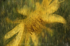 ELEMENTALS XI: SILPHIUM ABSTRACT RP10791 ELEMENTALS XI: SILPHIUM ABSTRACT RP10791