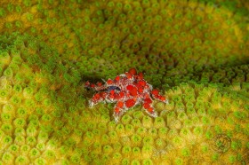 Cryptic teardrop crab CR10349 Cryptic teardrop crab CR10349
