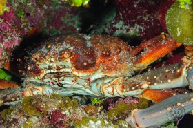 King Crab in coral crevice CR10350 King Crab in coral crevice CR10350