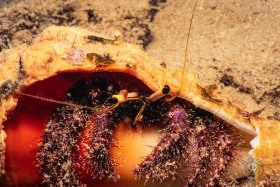 Indo-Pacific Hairy Hermit Crab CR204 Indo-Pacific Hairy Hermit Crab CR204