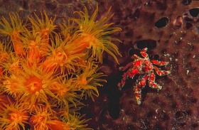 Cryptic teardrop crab CR6329 Cryptic teardrop crab CR6329