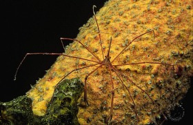 Arrow Crab CR6337 Arrow Crab CR6337