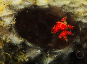 Cryptic Teardrop Crab on Black Ball Sponge CO6411 Cryptic Teardrop Crab on Black Ball Sponge CO6411