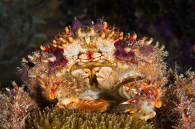 Hairy Clinging Crab CR9402 Hairy Clinging Crab CR9402