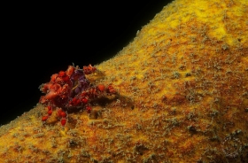 Cryptic teardrop crab CR6414 Cryptic teardrop crab CR6414