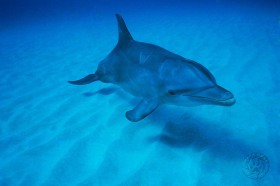 Bottle-nosed dolphin DP8065 Bottle-nosed dolphin DP8065