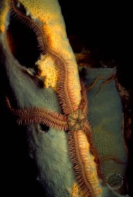 Brittlestar on tube sponge EC891 Brittlestar on tube sponge EC891