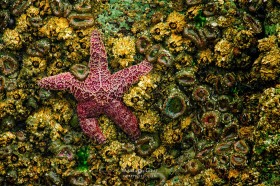 Sea Star, anemones, and barnacles EC9480 Sea Star, anemones, and barnacles EC9480