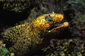 Jeweled Moray Eel EE4588 Jeweled Moray Eel EE4588