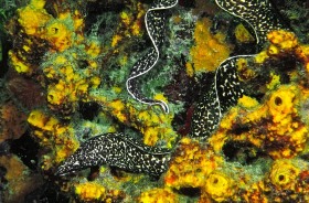 Spotted Moray in yellow sponges EE6402 Spotted Moray in yellow sponges EE6402