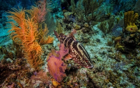 Nassau Grouper in Cayman Islands FI9761 Nassau Grouper in Cayman Islands FI9761