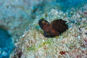 Sailfin Blenny in sand burrow FI10327 Sailfin Blenny in sand burrow FI10327
