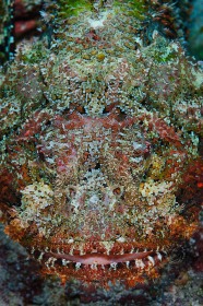 Scorpionfish Face FI10330 Scorpionfish Face FI10330
