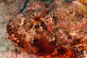 Spotted scorpionfish FI10474 Spotted scorpionfish FI10474