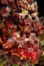 Scorpionfish portrait FI4589 Scorpionfish portrait FI4589