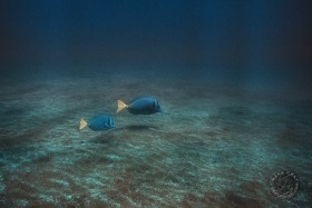 Yellowtailed Surgeonfish FI4729 Yellowtailed Surgeonfish FI4729