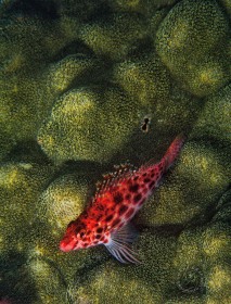 Coral Hawkfish FI4790 Coral Hawkfish FI4790