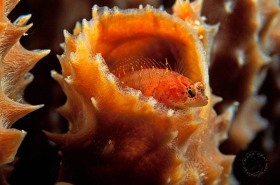 Blenny in Vase Sponge FI6331 Blenny in Vase Sponge FI6331