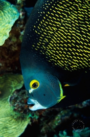 French Angelfish Portrait FI6423 French Angelfish Portrait FI6423