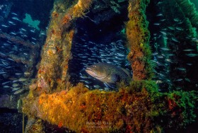 Grouper on shipwreck FI6912 Grouper on shipwreck FI6912