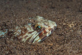 Lizardfish partially buried FI8113 Lizardfish partially buried FI8113