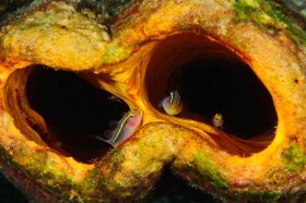 Yellownose Goby Trio in tube sponge FI9404 Yellownose Goby Trio in tube sponge FI9404