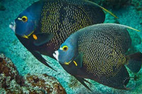 Twin French Angelfish FI9408 Twin French Angelfish FI9408