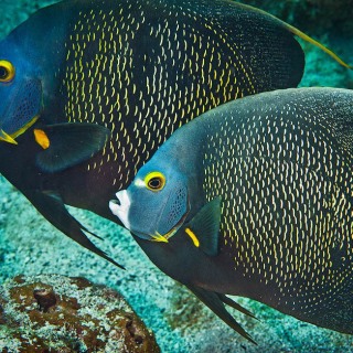 Twin French Angelfish FI9408 Twin French Angelfish FI9408