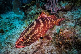 Nassau Grouper FI9760 Nassau Grouper FI9760