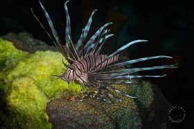 Lionfish FI9885 Lionfish FI9885