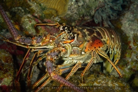Caribbean Spiny Lobster LO10782 Caribbean Spiny Lobster LO10782