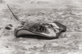 Black and white stingray RY9607 Black and white stingray RY9607