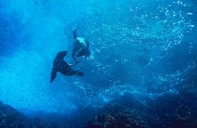 Galapagos Sea Lions at play SA5852 Galapagos Sea Lions at play SA5852