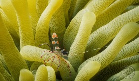 Spotted Cleaner Shrimp SH1850 Spotted Cleaner Shrimp SH1850
