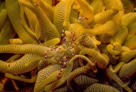 Spotted Cleaner Shrimp in Anemone SH1887 Spotted Cleaner Shrimp in Anemone SH1887