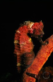 Longsnout Seahorse SR1892 Longsnout Seahorse SR1892