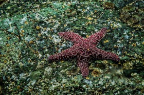 Seastar and anemones SS9756 Seastar and anemones SS9756
