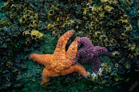 Sea Star friends SS9491 Sea Star friends SS9491