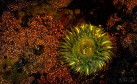 Anemone in Tide Pool TP5971 Anemone in Tide Pool TP5971