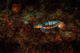 Loggerhead sea turtle swimming along reef wall UW10325 Loggerhead sea turtle swimming along reef wall UW10325