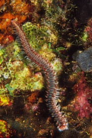 Bearded Fireworm WO8112 Bearded Fireworm WO8112