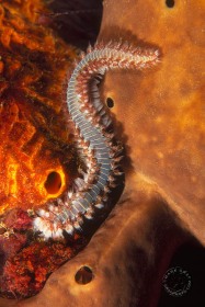 Bearded Fireworm WO8122 Bearded Fireworm WO8122