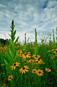 Black-eyed Susan Meadow FL9483 Black-eyed Susan Meadow FL9483
