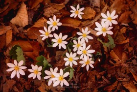 Spring Bloodroot cluster FL4508-2 Spring Bloodroot cluster FL4508-2