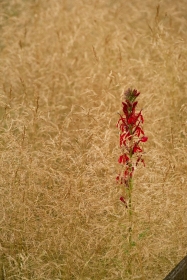 Cardinal Flower with Gold Dew Tufted Hair Grass FL10673 Cardinal Flower with Gold Dew Tufted Hair Grass FL10673